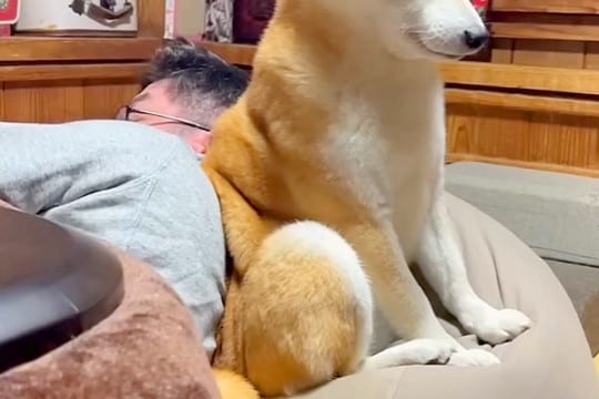 睡魔と戦いながら『夜更かしをするパパ』に付き合う犬→とんでもなく尊い『必死に起きようとする表情』が54万再生「なんて健気」「愛おしい」