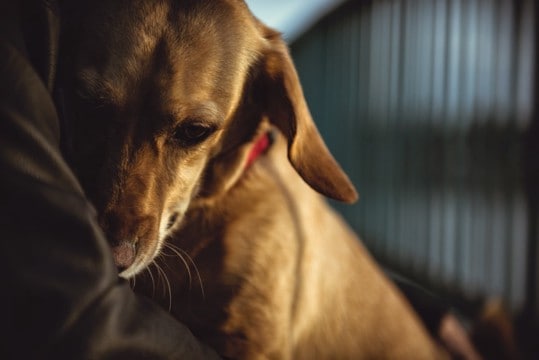 犬が嫌がる『飼い主の行動』5つ　良かれと思ってやりがちなタブー行為や愛犬にすべき配慮まで