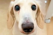 『邪魔者でごめんなさい』部屋に閉じ込められた挙句、ダンボールで塞がれ生活していた犬…壮絶な過去と現在が116万再生「涙…」「辛かったね」