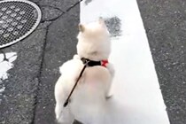 小型犬には強気な犬→遠くに『大型犬』を見つけた瞬間…判断が早すぎる『まさかの態度の差』が16万再生「分かりやすｗｗ」「一目散すぎて草」