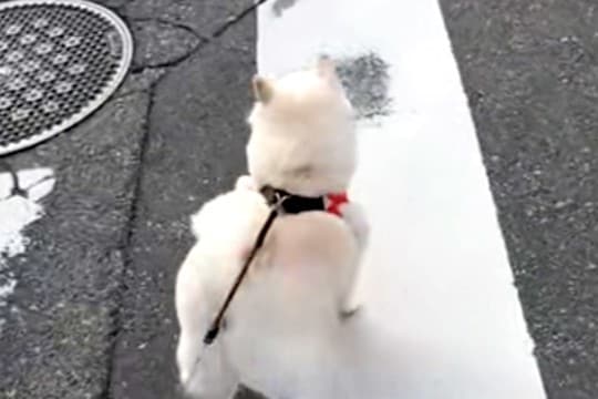小型犬には強気な犬→遠くに『大型犬』を見つけた瞬間…判断が早すぎる『まさかの態度の差』が16万再生「分かりやすww」「一目散すぎて草」