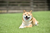 『マイペース』な犬種3選　迎える際の注意点や自由奔放なワンコへの適切な接し方まで