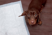 犬に『トイレを覚えさせる』5つのコツ　 押さえておきたいしつけのポイントまでご紹介