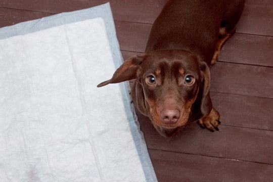 犬に『トイレを覚えさせる』5つのコツ 押さえておきたいしつけのポイントまでご紹介