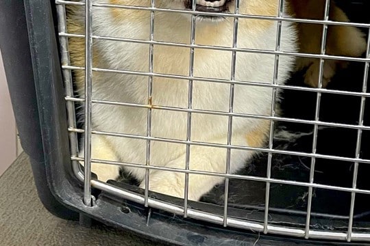 トリミングサロンの店員から『預けた犬の写真』が送られてきたので、確認した結果→まさかの表情に4万いいね「わかりやすくて草」「遺憾の意w」