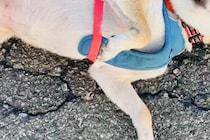 『犬を触っていいですか？』と聞かれたので、ふと犬に目を向けたら…会話中の『まさかの光景』に10万いいね「たまらん」「ワシャワシャしたい」