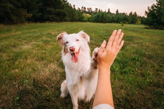 『忠誠心が強い犬』の特徴4選 素直でしつけがしやすい犬種や信頼関係を深めるコツまで
