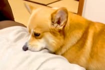 『焼肉を食べて帰宅した』結果→犬がニオイで気付いて、洋服を…思ってもみなかった『まさかの行動』に爆笑「エア焼肉バイキングｗ」「真剣で草」