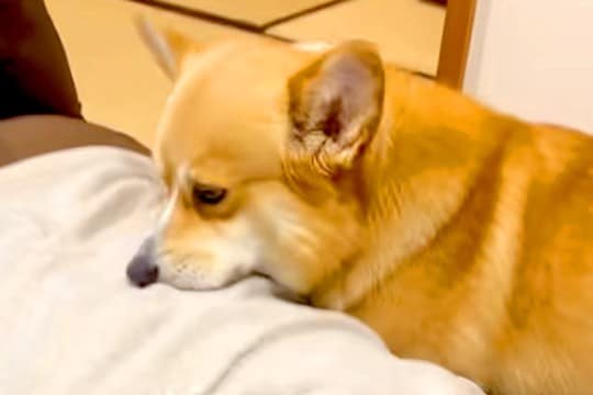 『焼肉を食べて帰宅した』結果→犬がニオイで気付いて、洋服を…思ってもみなかった『まさかの行動』に爆笑「エア焼肉バイキングｗ」「真剣で草」