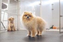 『ペットホテル』に預けられた犬の過ごし方とは？事前に知っておくべき注意点まで