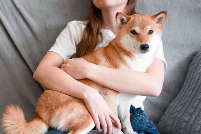 抱っこ、柴犬