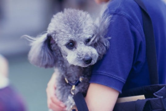 犬を抱っこしすぎるとどうなる?体への負担や考えられるリスクまで解説