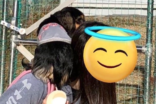 ドッグランに『他の犬がいる時』は避難してしまう犬→『誰もいない時』は…あからさま過ぎる光景に6万いいね「擬態ww」「可愛すぎる」と反響
