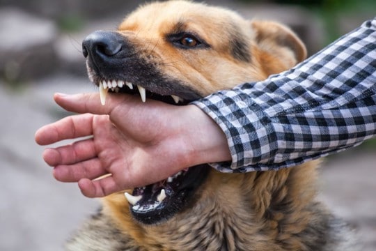 犬が『本気で噛んでくる』心理4選 主な原因や止めてほしい場合の対処法まで解説