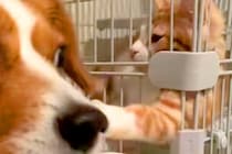 自分で猫に近づいた犬が、なぜかビビりまくり…理不尽すぎる『アニメのような被害者面』が55万再生「ディズニーに出てきそう」「可愛すぎｗ」