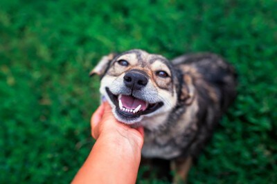 犬のあごを撫でる