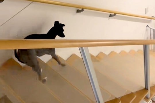階段を下りる犬を撮影→『普通に下りるかな』と思ったら…陽気すぎる『まさかの光景』が63万再生「ディズニー映画の犬みたい」「可愛すぎるｗ」