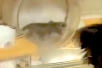 回し車で爆走するハムスター→犬が興味津々で見つめて…まるで人の子どものような『愛おしい行動』に反響「後ろ姿可愛すぎる」「気になるのねｗ」