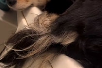 『犬がお風呂場を覗きに来た』と思ったら、浴槽のフチで…まるで猫？犬とは思えない光景が11万再生「体幹すごい」「器用すぎるｗｗ」と反響