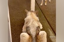 細い柱で隠れている弟犬→兄犬が探しに来ると『丸見え』で…空気を読んで見せた『まさかの神対応』に反響　お茶目で尊いやり取りにほっこり