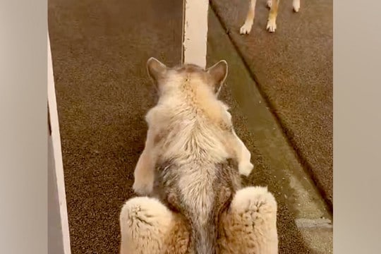 細い柱で隠れている弟犬→兄犬が探しに来ると『丸見え』で…空気を読んで見せた『まさかの神対応』に反響 お茶目で尊いやり取りにほっこり