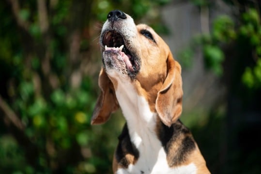 犬が『こっち来て』と言っている鳴き方5選 愛犬が執拗に要求してきた場合の適切な対応まで