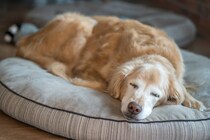 老犬にとって『快適な環境』とは？心と体への負担を減らすためにできることまで