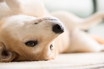 飼い主が勘違いしがちな『犬の行動』4つ　意外と知らない愛犬の本音や間違った対応まで