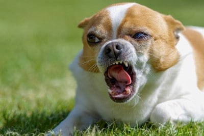 怒った表情をしている犬