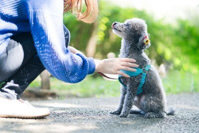 おすわりしている犬