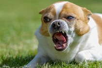 キレやすい犬になってしまう『絶対NG行為』4選　飼い主が避けるべき行動や注意点まで