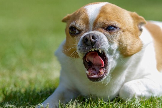 キレやすい犬になってしまう『絶対NG行為』4選　飼い主が避けるべき行動や注意点まで