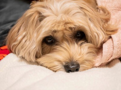 ぐったりしている療養中の犬