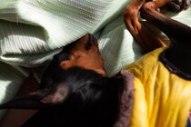 犬の『免疫力が低下する』飼い主のNG行為５選　体が弱っているときの危険な症状とは？