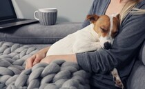 犬を『人間扱い』するリスク5つ　なぜ人と同じように接してはいけないの？