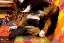 ソファでうたた寝する超大型犬→『起きて』と声をかけた結果…「家事後の私で草」「うちの父と同じｗｗ」あまりにも人間すぎる光景が95万再生