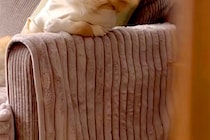 ソファにいる犬を隠し撮りした結果→なぜか『姿勢』が…まさかの『人間味が強すぎる光景』に反響「絶対に前世は人ｗ」「休日のお父さんで草」