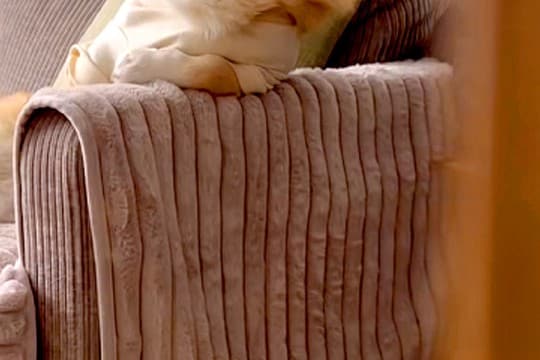 ソファにいる犬を隠し撮りした結果→なぜか『姿勢』が…まさかの『人間味が強すぎる光景』に反響「絶対に前世は人ｗ」「休日のお父さんで草」