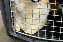 トリミングサロンの店員から『預けた犬の写真』が送られてきたので、確認した結果→まさかの表情に4万いいね「わかりやすくて草」「遺憾の意ｗ」