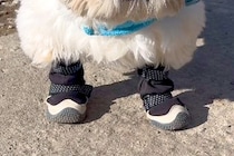 工事現場の前を通った犬→作業員が『ひつじのショーン…』とつぶやいて…思わず納得する光景が15万表示「なんとなくわかるｗｗ」「感性が素敵」