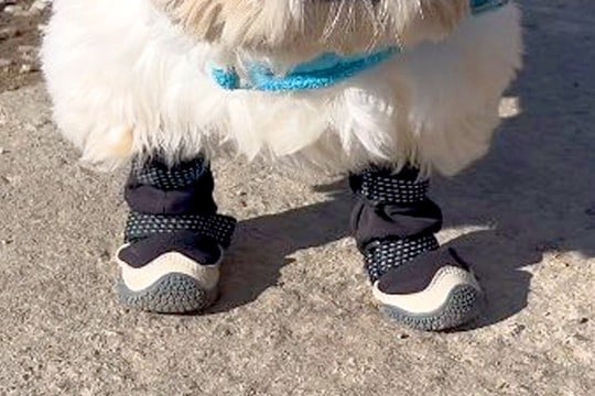 工事現場の前を通った犬→作業員が『ひつじのショーン…』とつぶやいて…思わず納得する光景が15万表示「なんとなくわかるｗｗ」「感性が素敵」