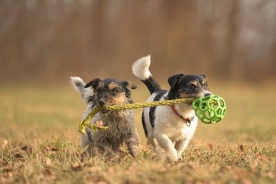 おもちゃを一緒に運ぶ