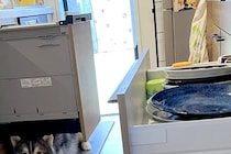 『うちの子だけ…？』冷蔵庫や食洗器を開けたら、2頭のハスキーが…共感を呼んだ『謎すぎる行動』が300万表示「猫みたいｗ」「うちもするｗ」