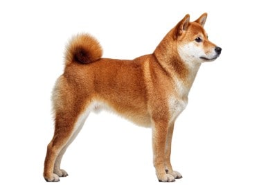 巻き尾の柴犬