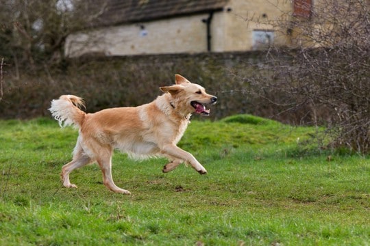 犬の『しっぽ』から読み取れる心理4つ　動かし方からわかる愛犬の感情や判断する方法まで