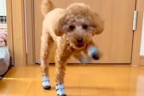 初めて『靴』を履いた犬→廊下を歩かせたら、ぎこちなさ過ぎて…思わず笑ってしまう『歩き方』が97万再生「悪いけど爆笑ｗ」「ロボットみたい」