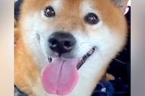 病院での注射を終え、ニコニコの犬→『もう一度採血が必要』と伝えた瞬間…わかりやすすぎる『絶望の表情』が160万再生「完全に理解してるｗ」