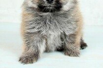 子犬の時に撮影した『保険証の写真』→現在の顔が…同じ犬とは思えない『衝撃の変化』に5万いいね集まる「別犬すぎるｗ」「まゆげでなんとか…」