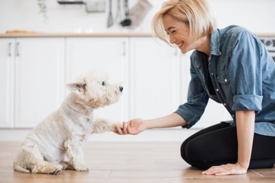 女性にお手をする犬