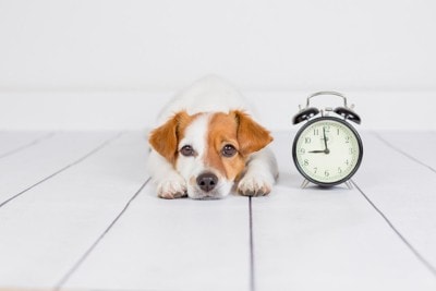 時計と伏せる犬